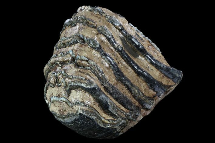 Southern Mammoth Molar Section - Hungary #123661